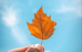 Herfstblad Foto door Matt Bignon via Pexels